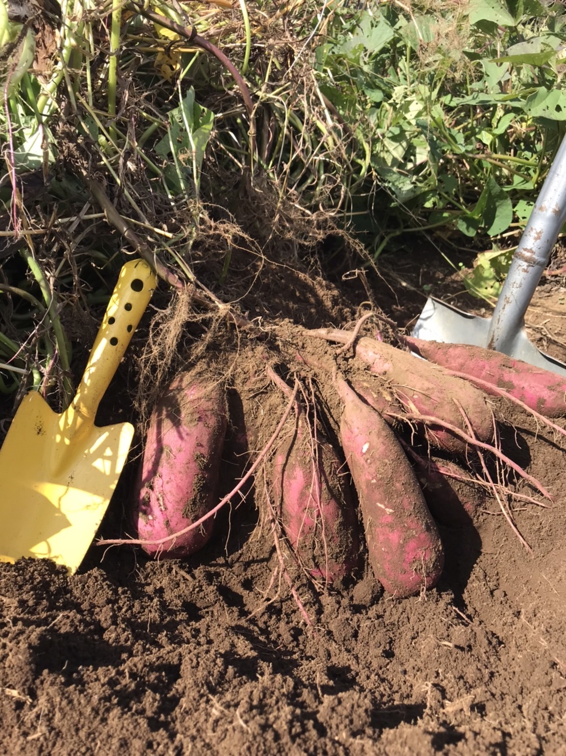 黒ごまの次はサツマイモ🍠✨