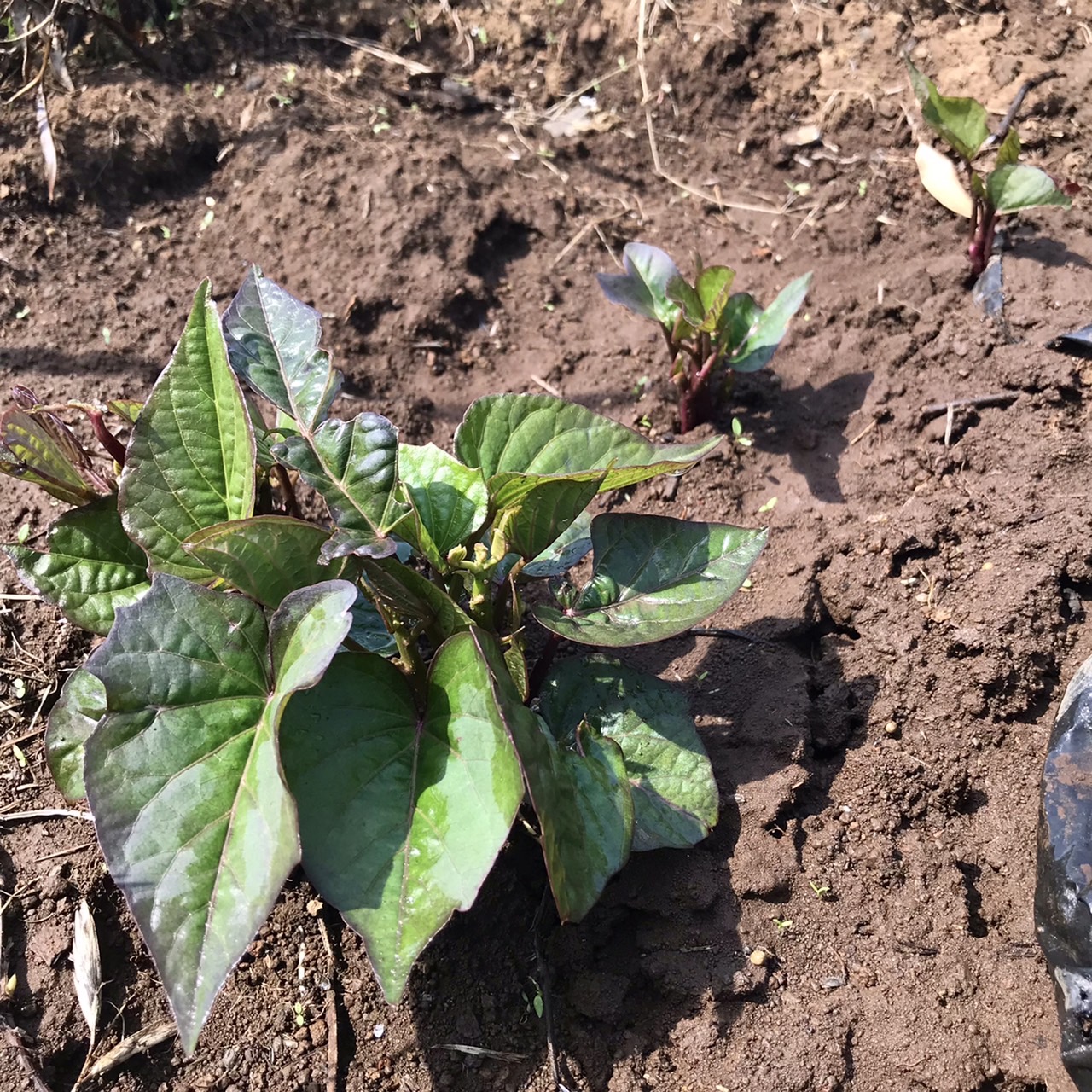さつまいも苗と大根
