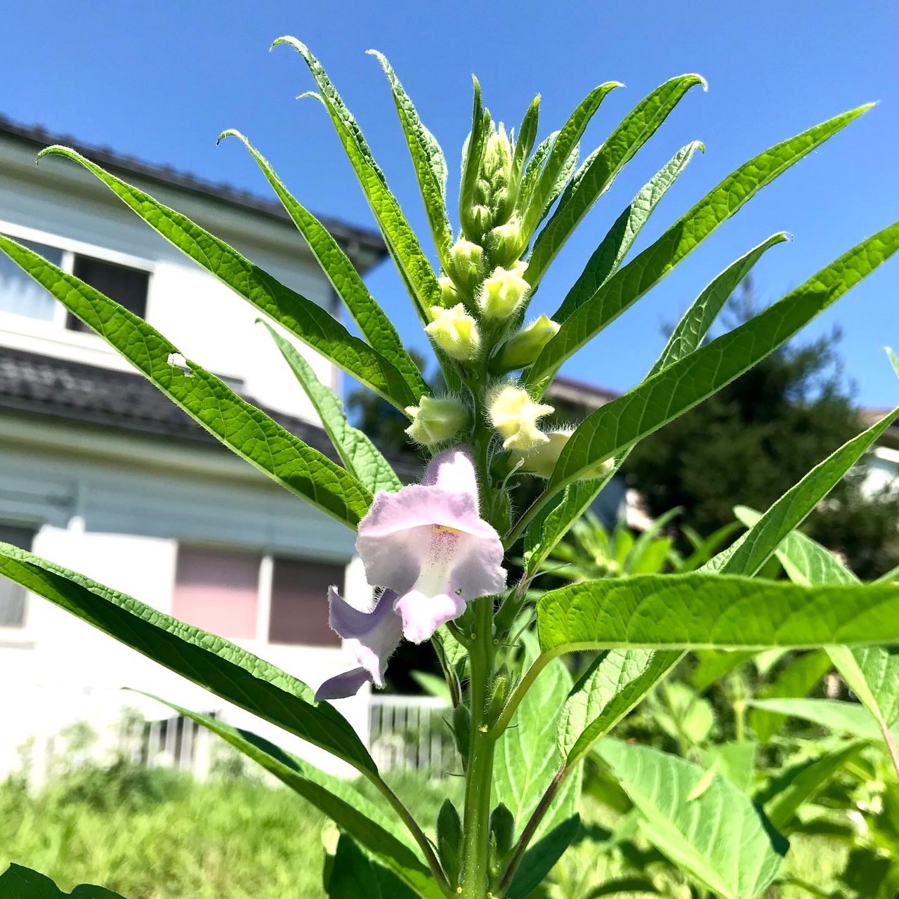ウチの畑の夏の風景と言えば…!