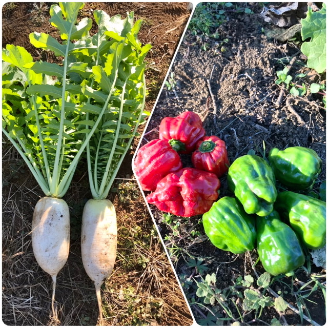 【畑日記】大根とピーマンでクリスマスカラー🎄✨