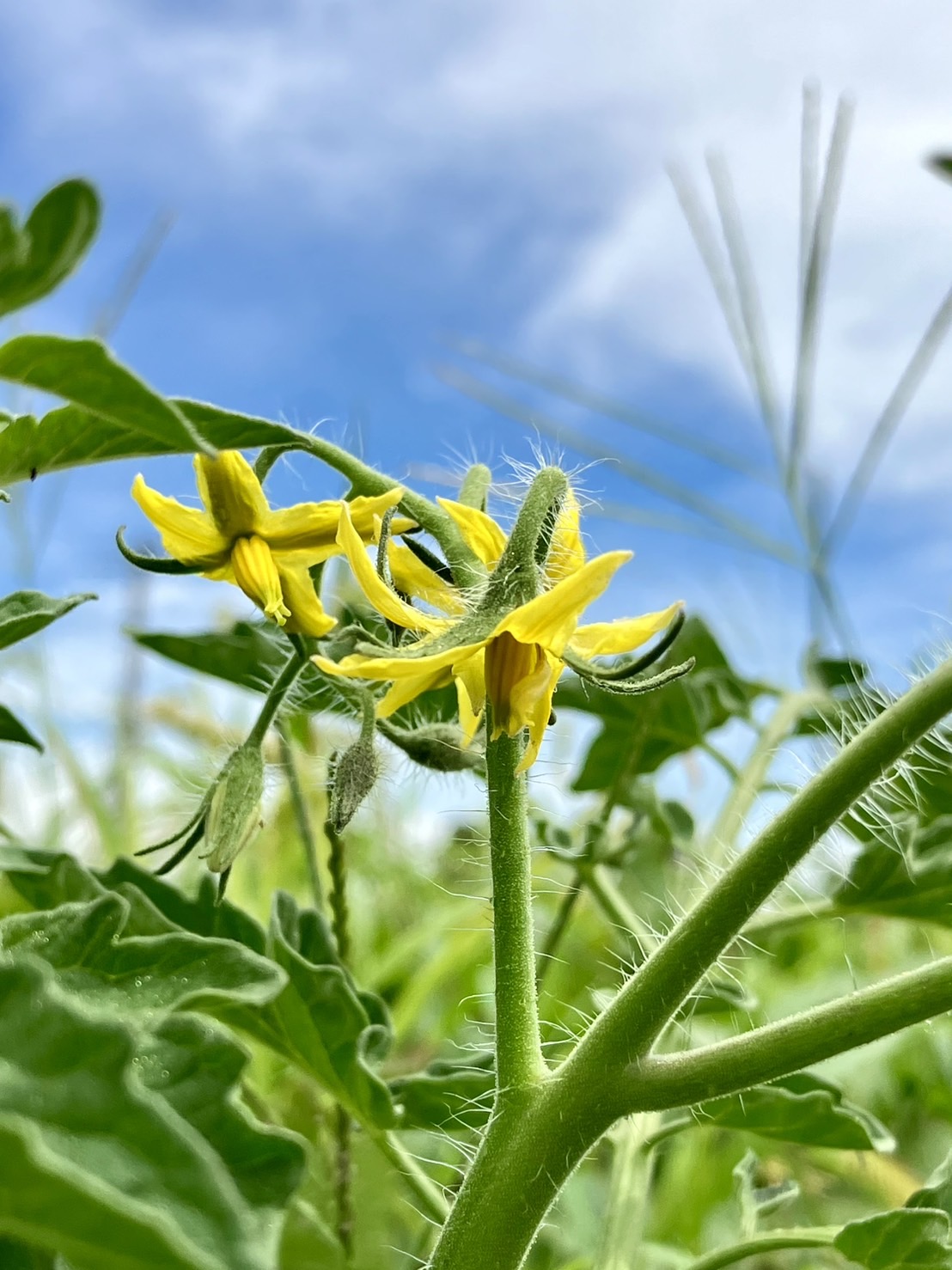 トマトの花、咲きました!