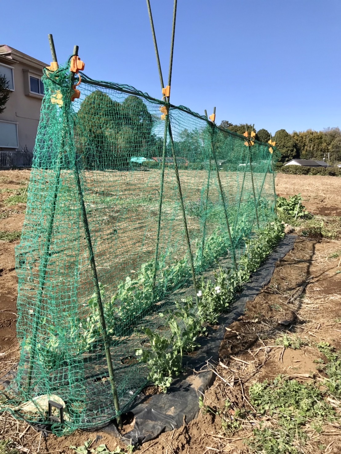 【畑日記】スナップエンドウのネット張り