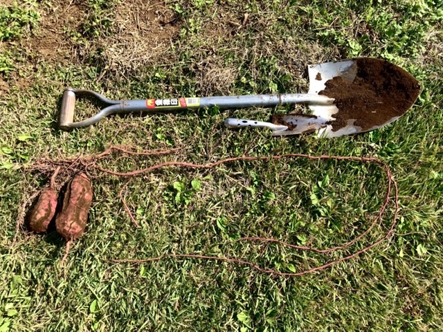 【畑日記】最後のさつまいもは…⁉︎