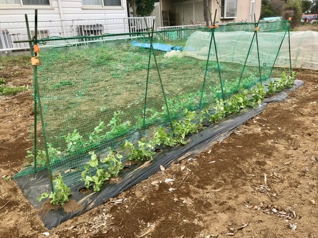 【畑日記】スナップエンドウのネット張り