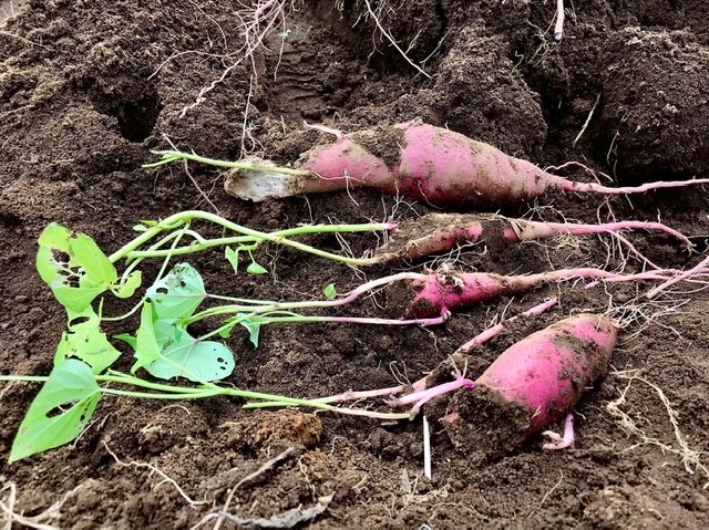 サツマイモの不思議