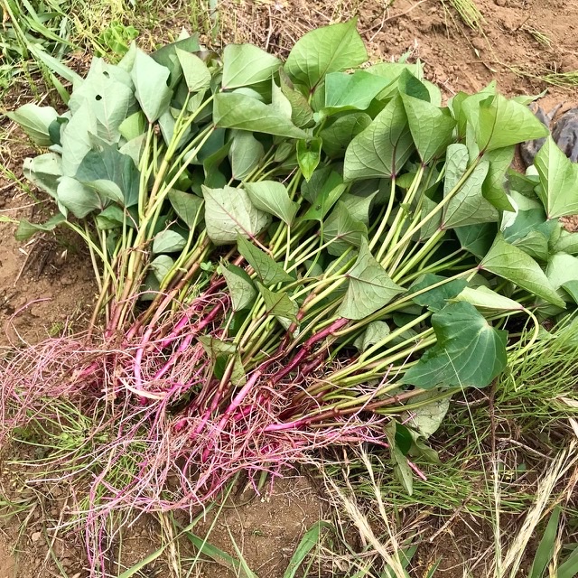 サツマイモ植えとジャガイモ掘り２