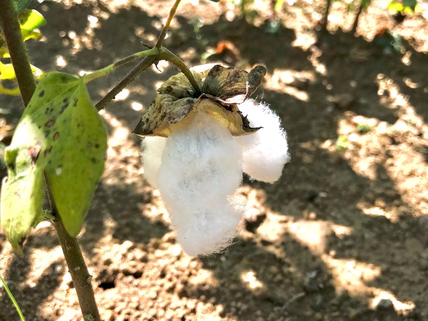 綿と、胡麻と、サツマイモ！