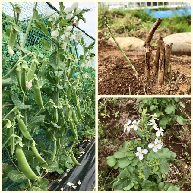 【畑日記】ぐぐっと❗️