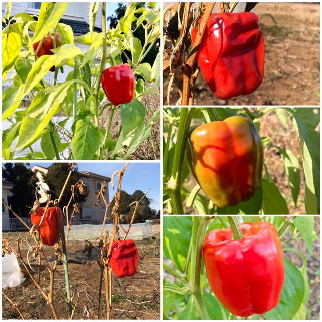 【畑日記】三重ピーマンの種採り