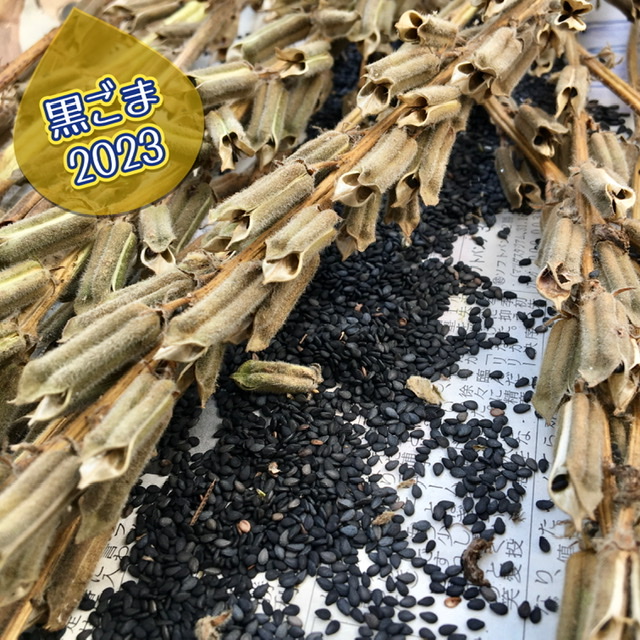 今年の黒ごまです✨