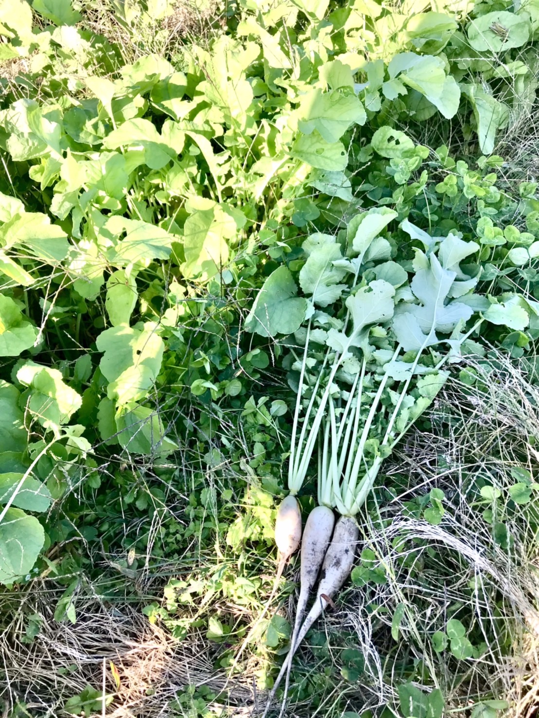 さつまいもの隣には