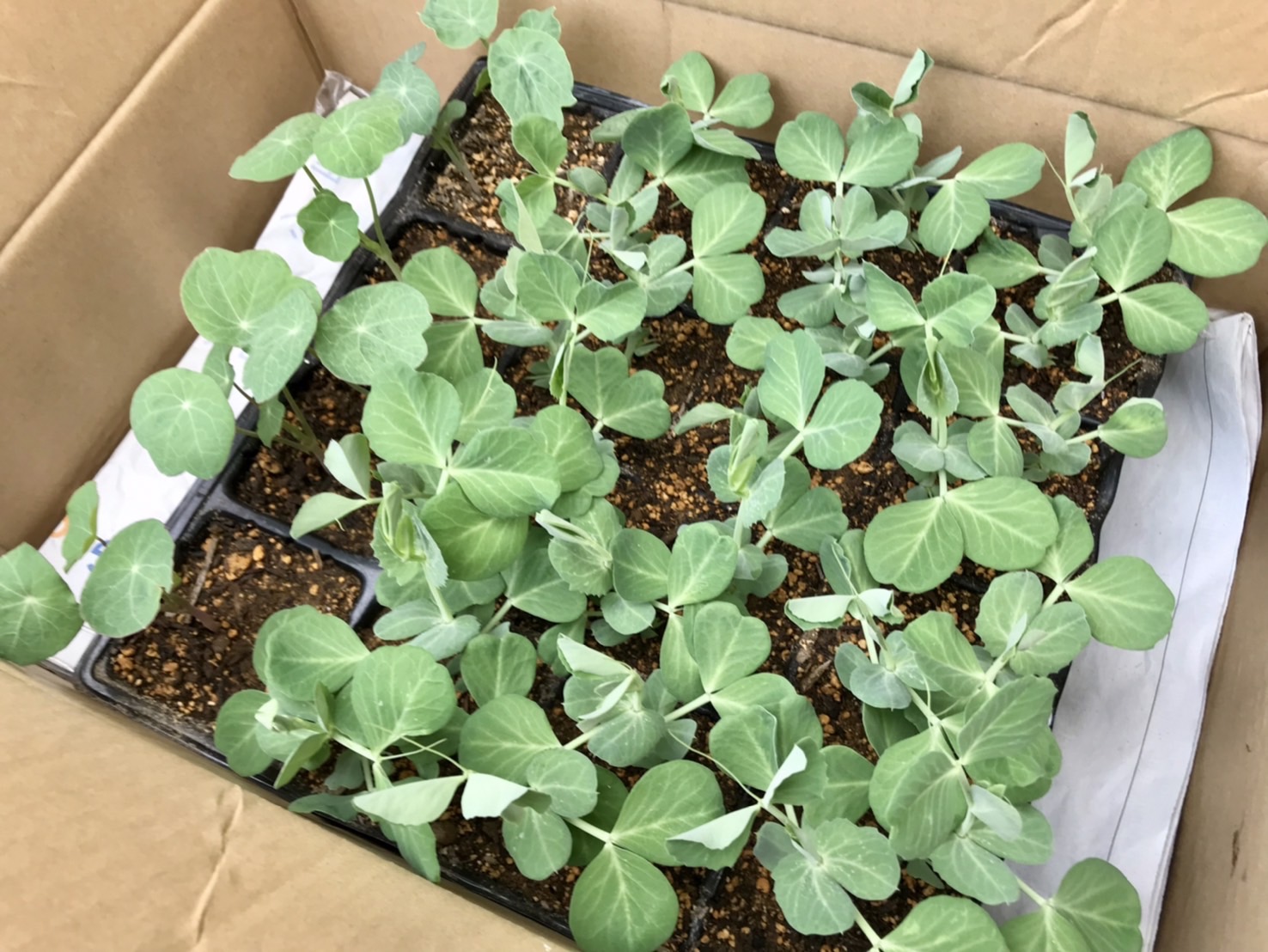 スナップエンドウの定植