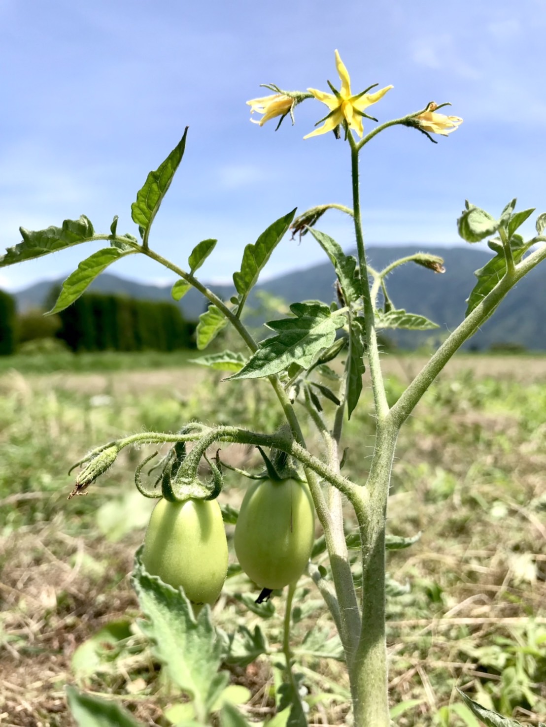 なつのこま🍅とサツマイモ🍠