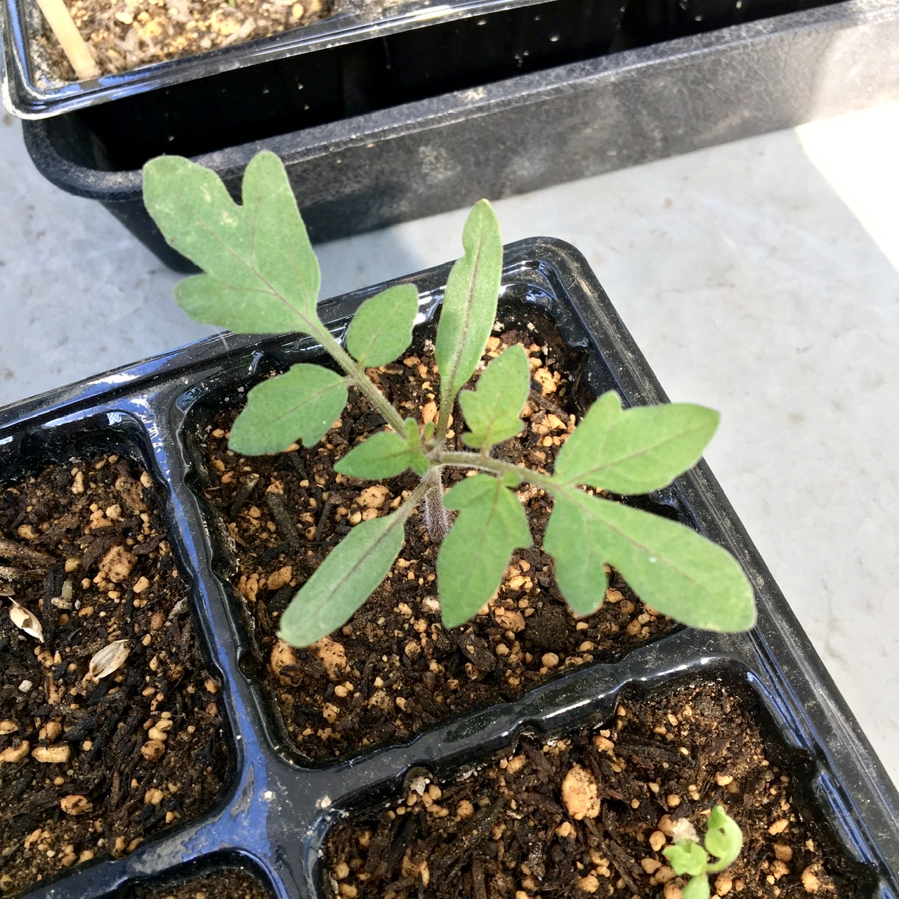 今年も"なつのこま"🍅!