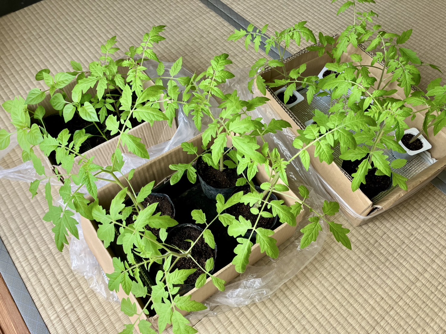 トマトはニラと一緒に