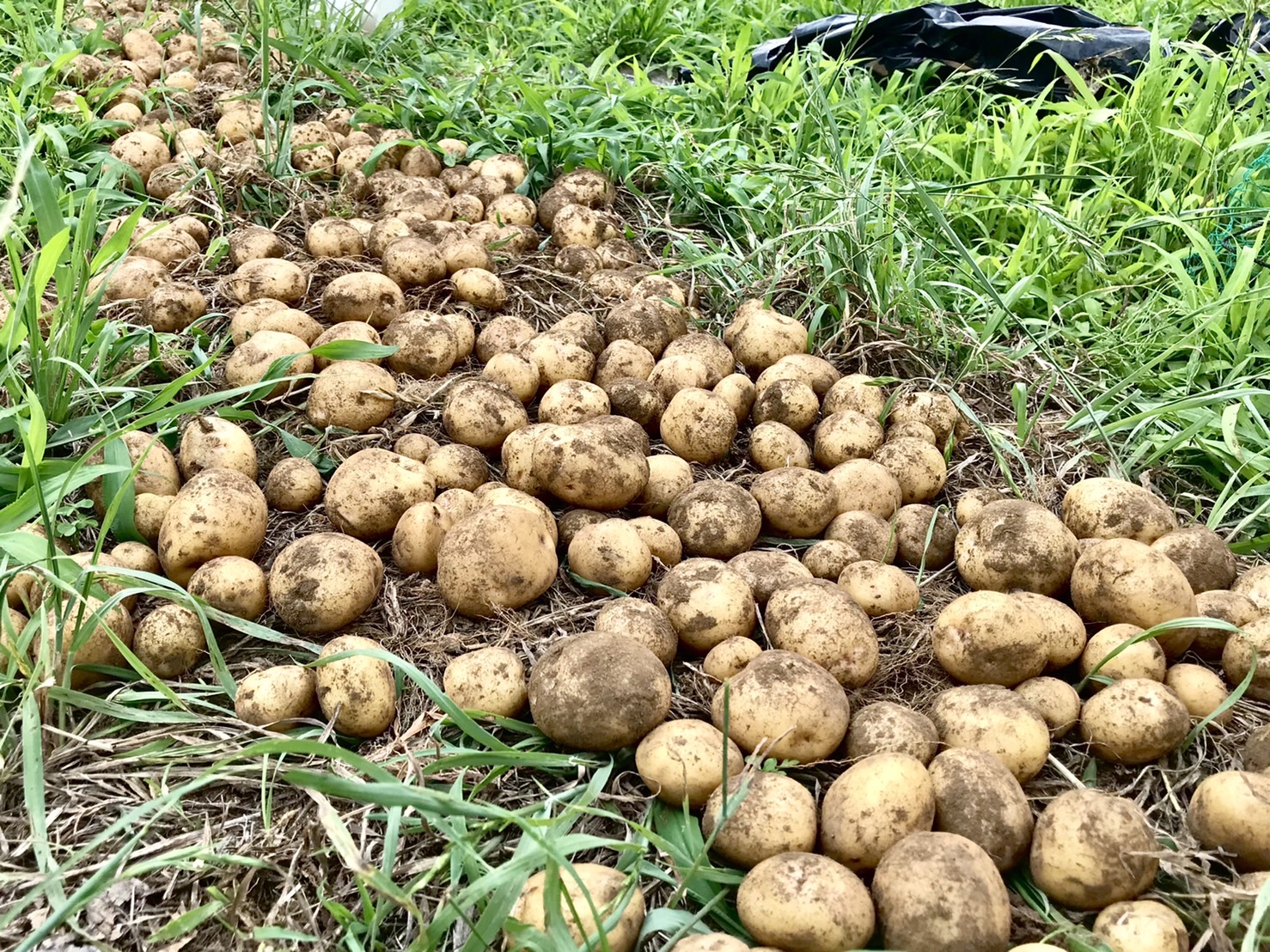 【畑日記】ジャガイモ堀りと三重ピーマンの定植