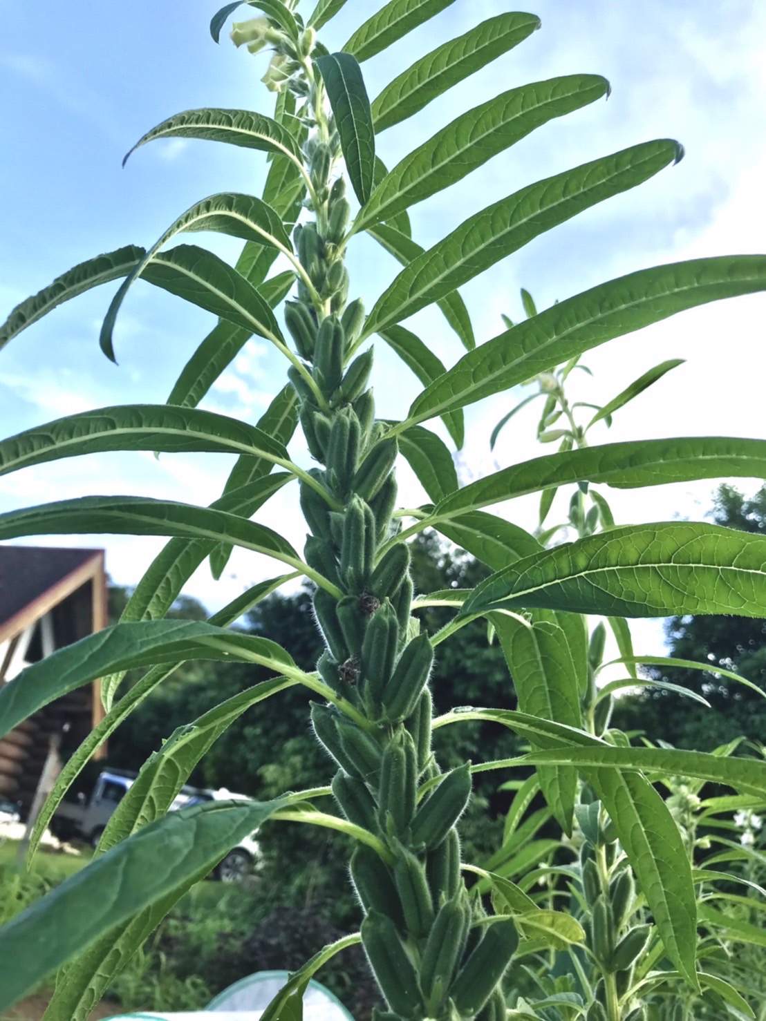 【畑日記】パンに使っている黒ごま!