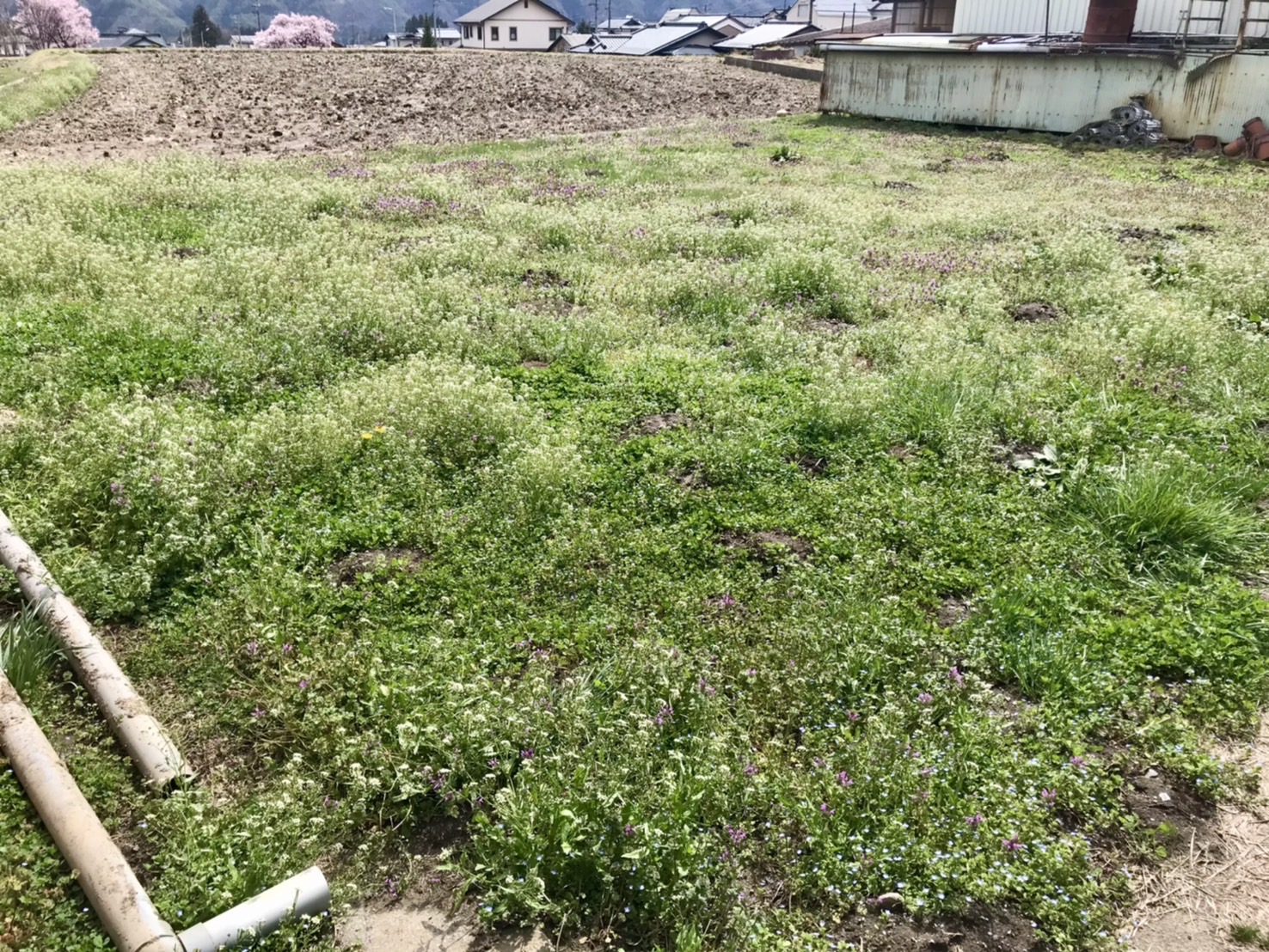 新しい畑で第1歩