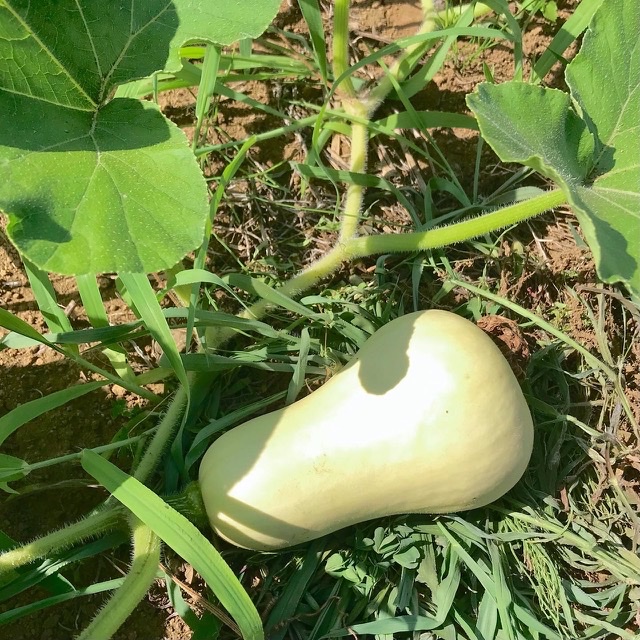 草取りしながら生育確認！