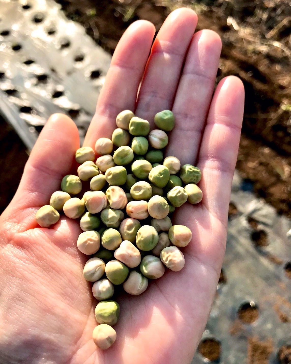 【畑日記】始まりと、まだまだ現在進行形！