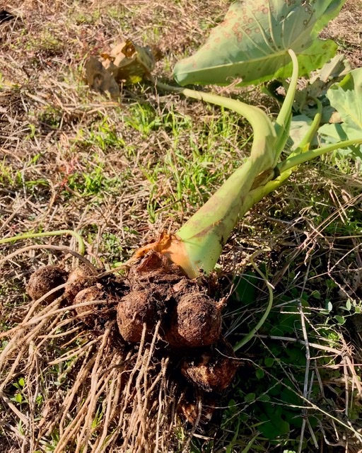 【畑日記】里芋と大豆と大根