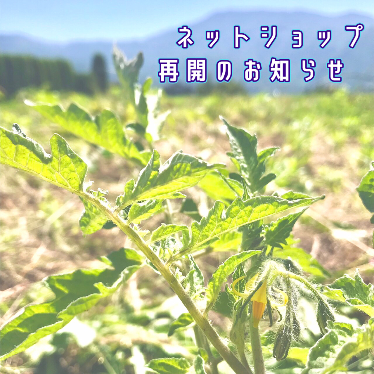 ネットショップ再開いたします!