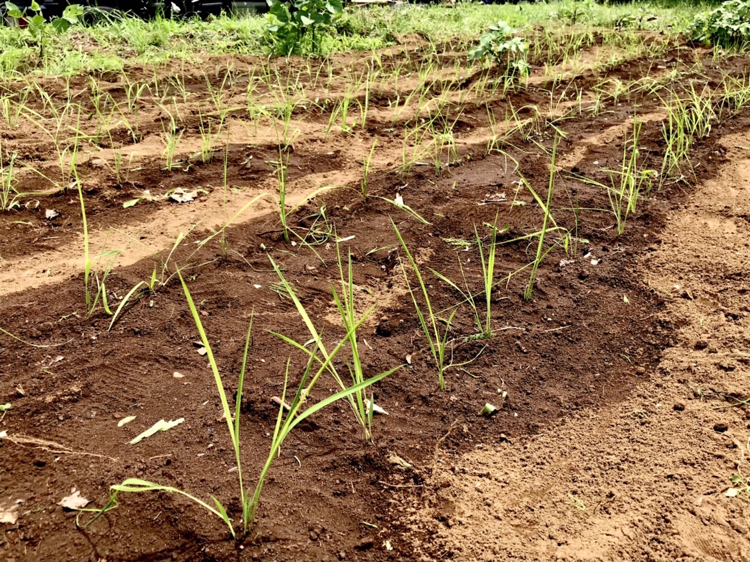 【畑日記】今年1番の大仕事!