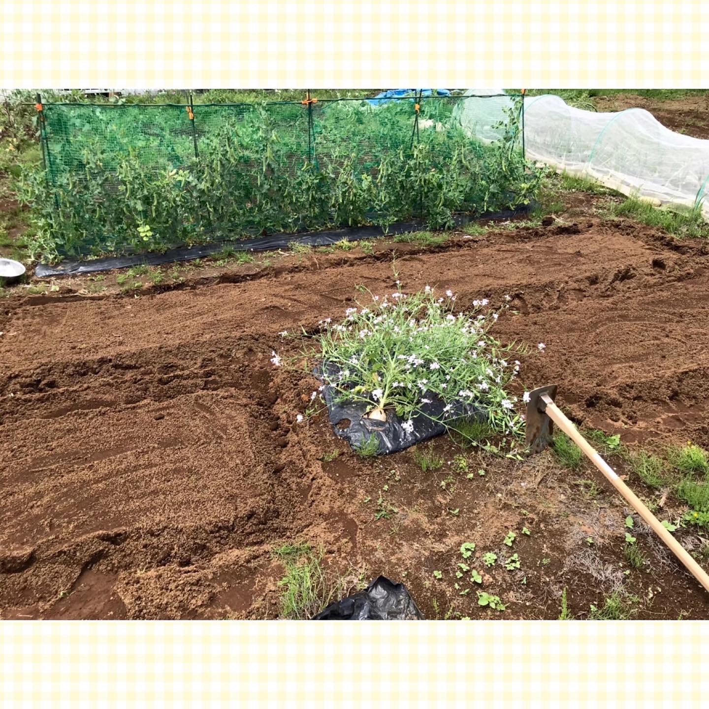 【畑日記】胡麻の種まき