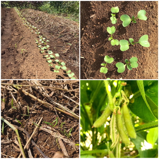 秋冬野菜始まっています🌱