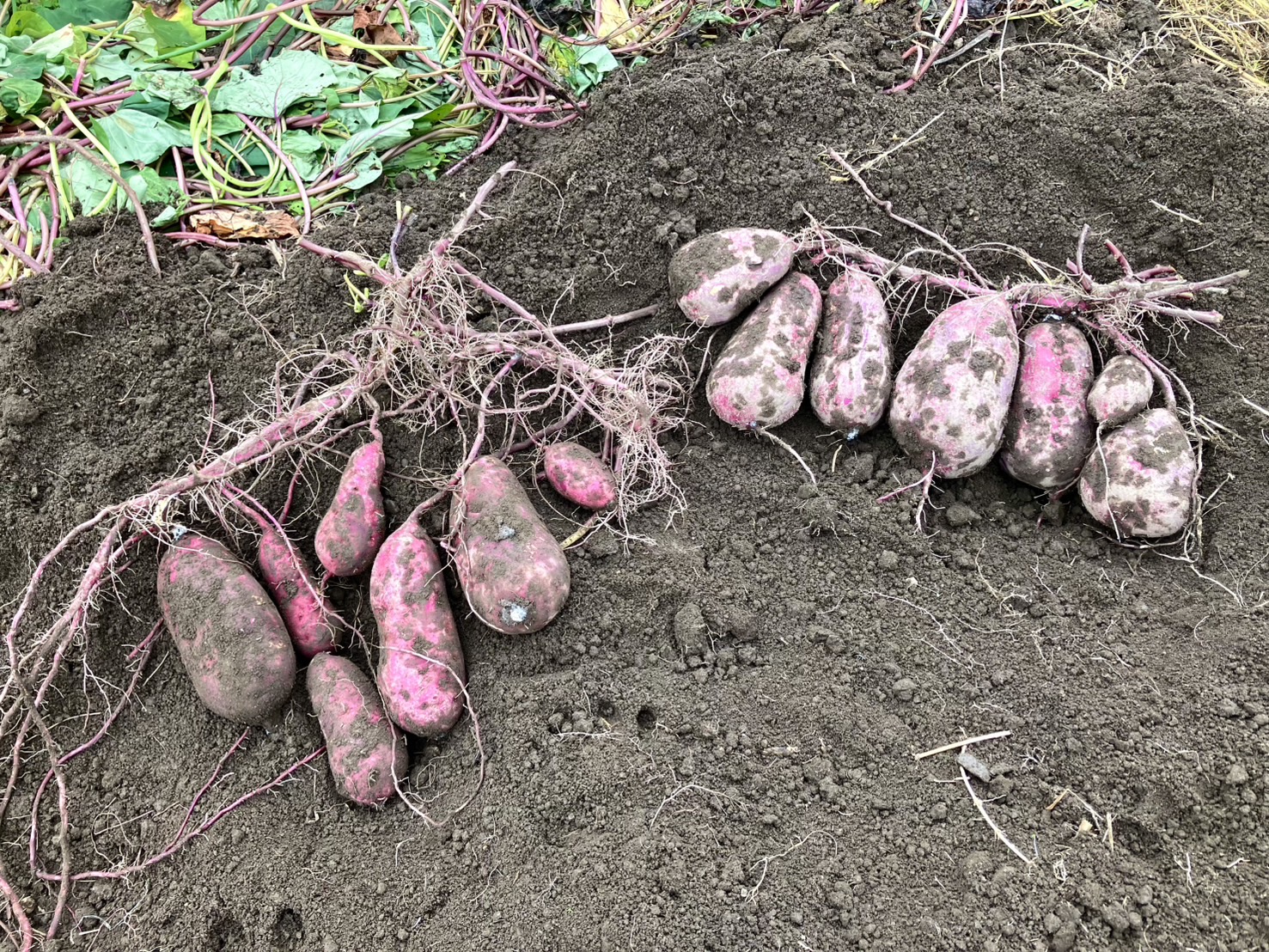 今週やっと…掘り始めました🍠！