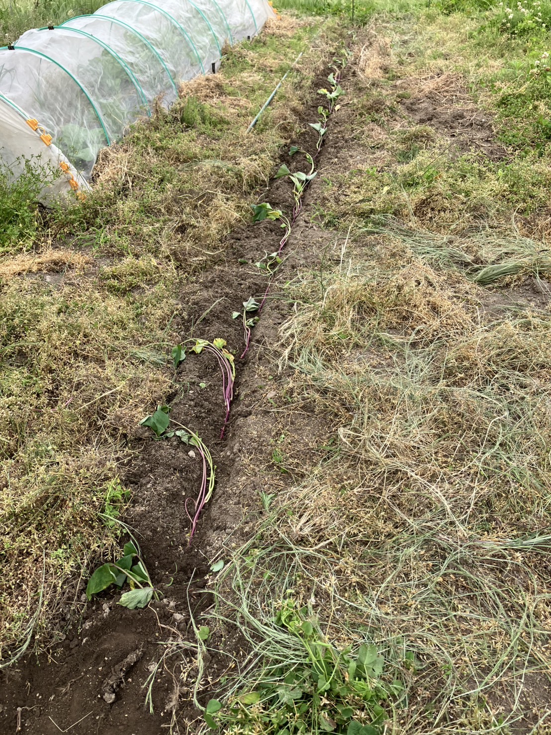 サツマイモを植えました!