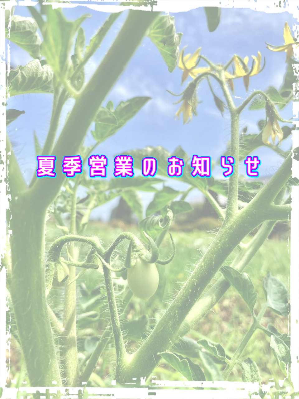 夏季営業のお知らせ