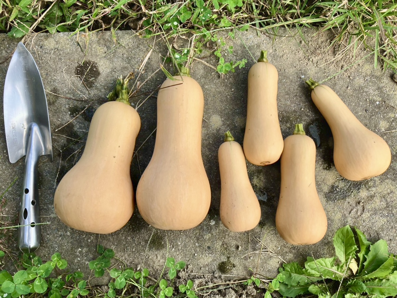 常温便とバターナッツカボチャパン再開のお知らせ