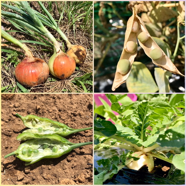 【畑日記】5月29日の畑