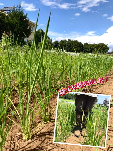 【畑日記】植物の力