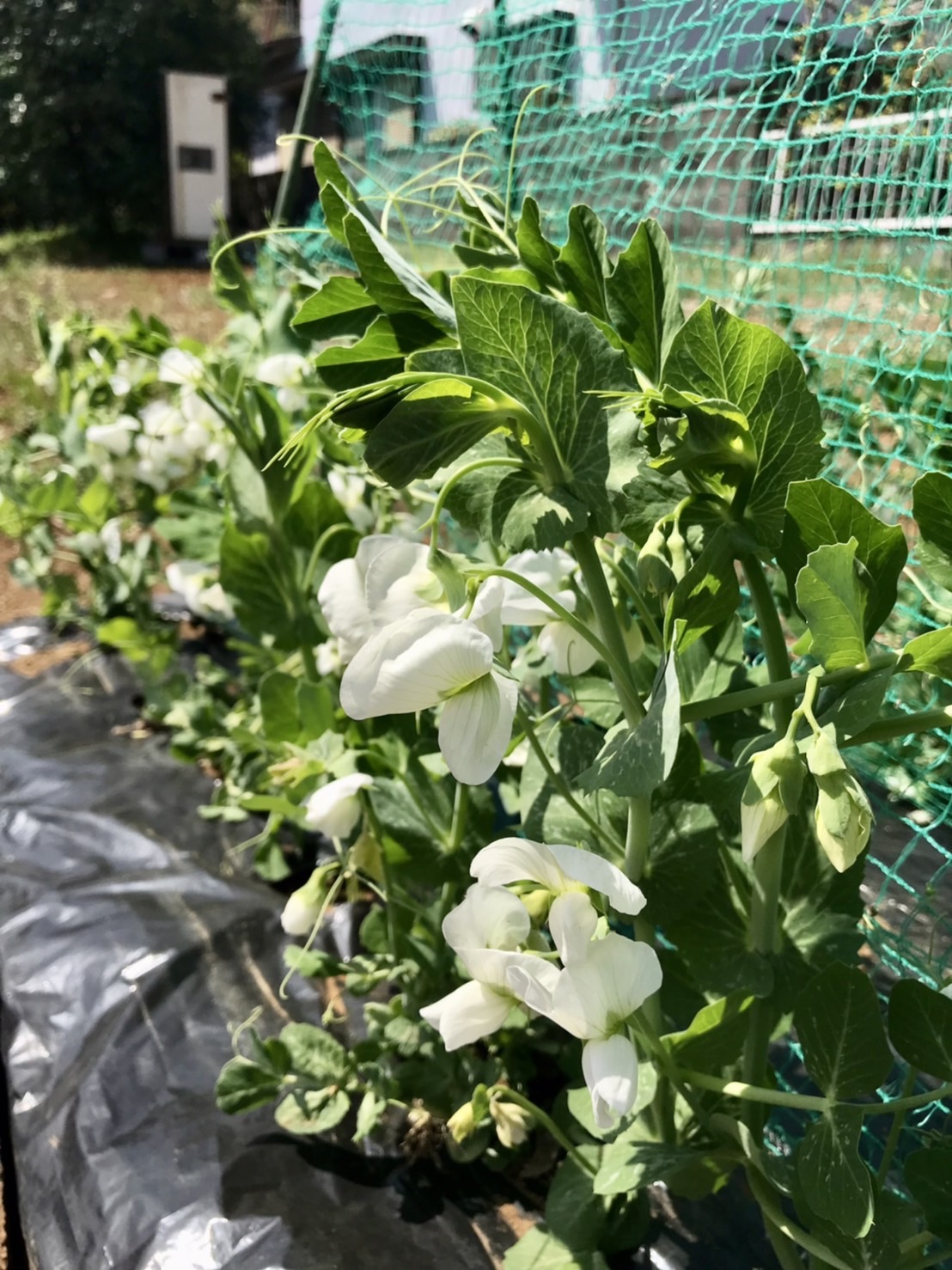 【畑日記】お花満開♪