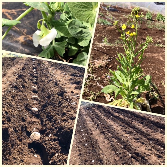 【畑日記】ジャガイモの植え付け