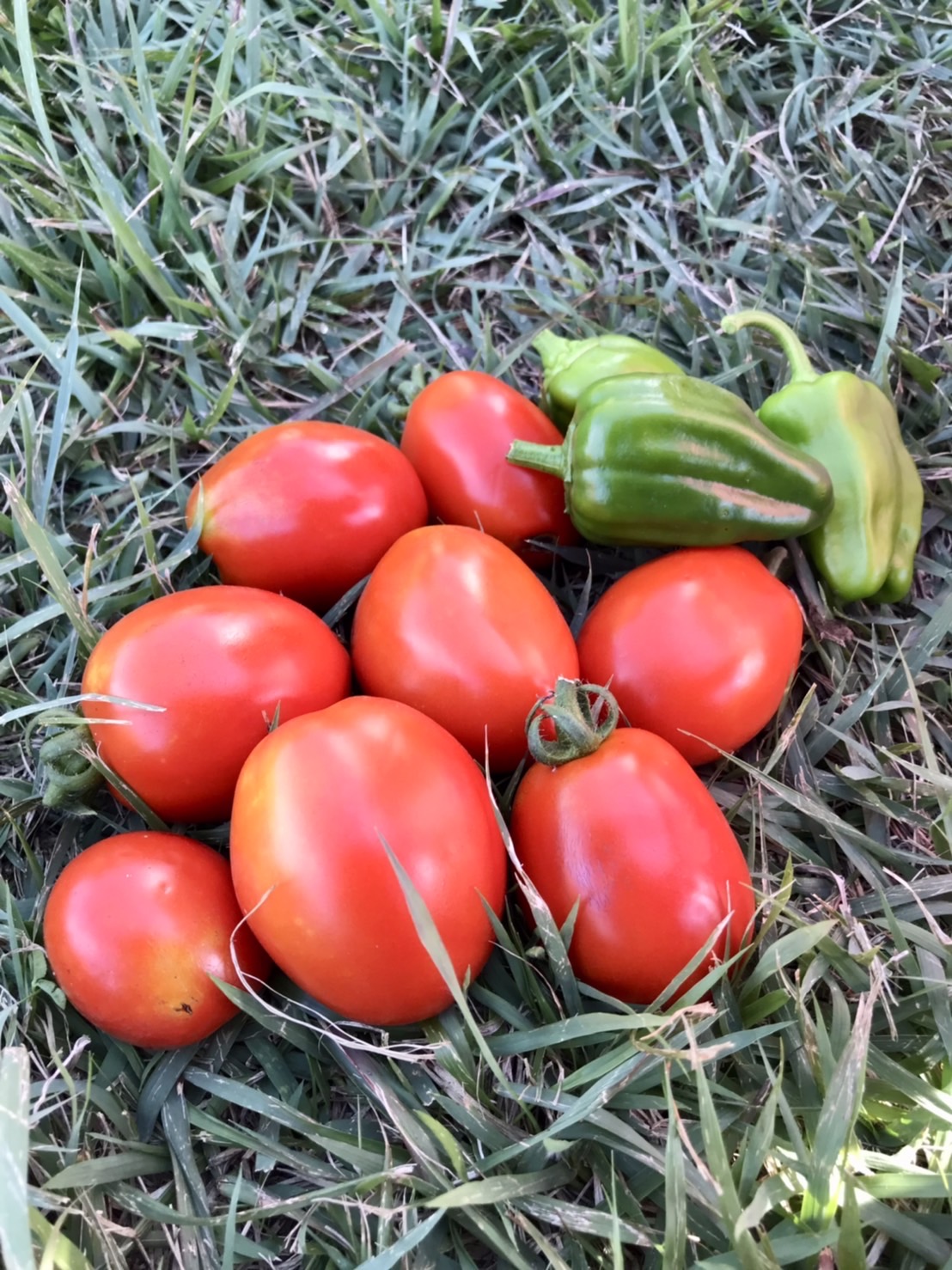 【畑日記】収穫できました🙌🙌🙌