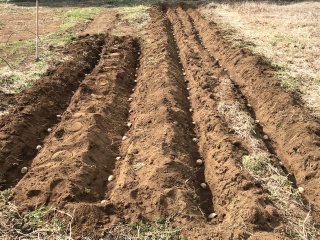 【畑日記】春の作付けスタート!