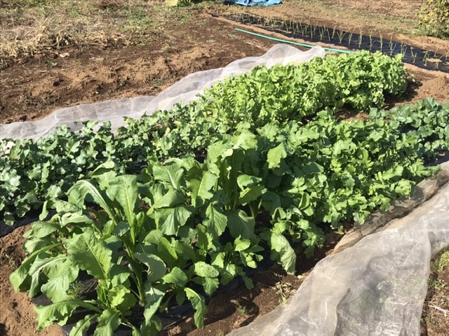 【畑日記】大根と蕪が元気(๑>◡<๑)!!