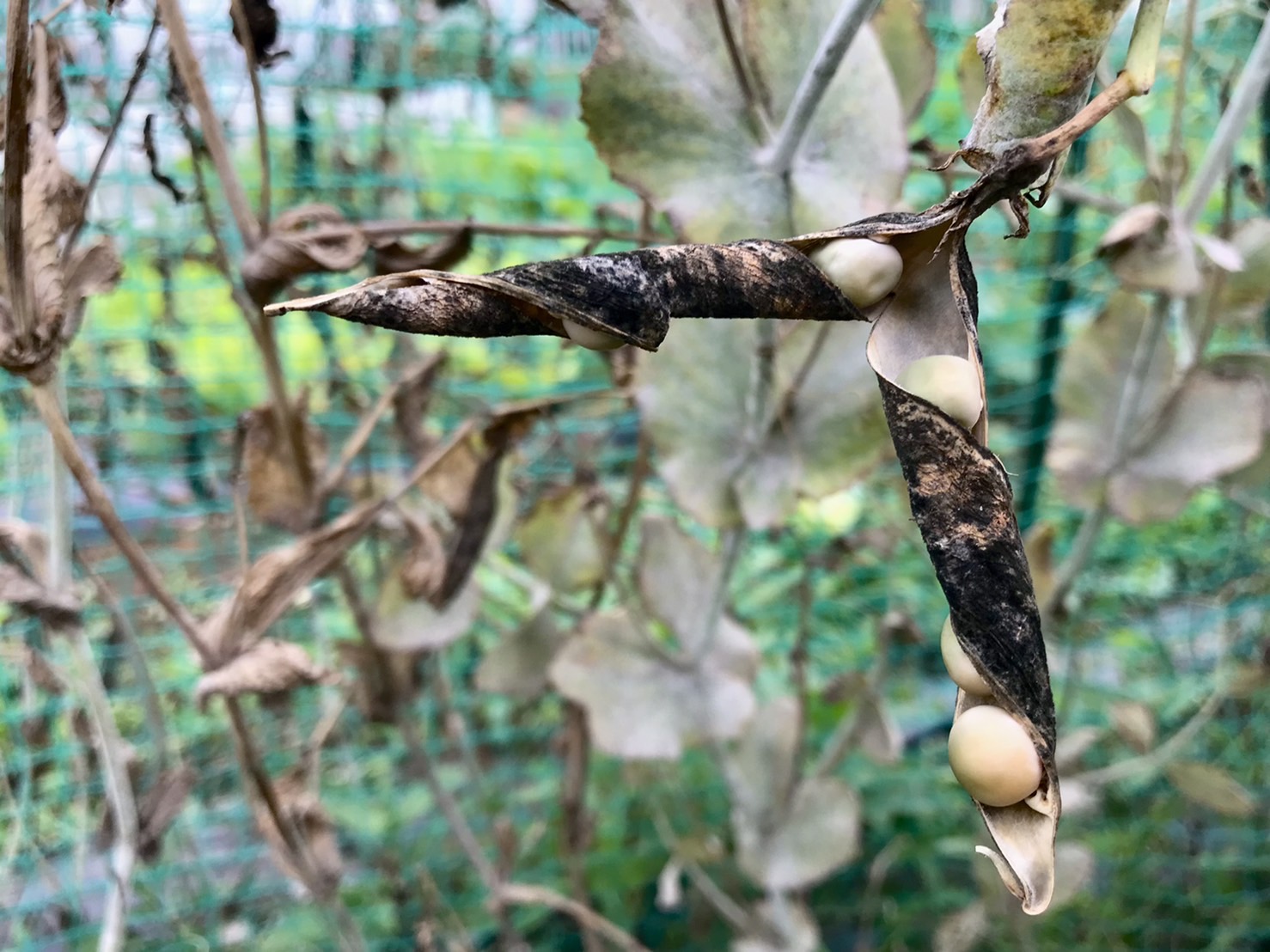 【畑日記】自然界の芸術✨