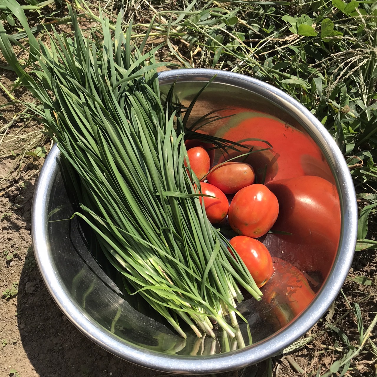 ニラとトマトの収穫♪