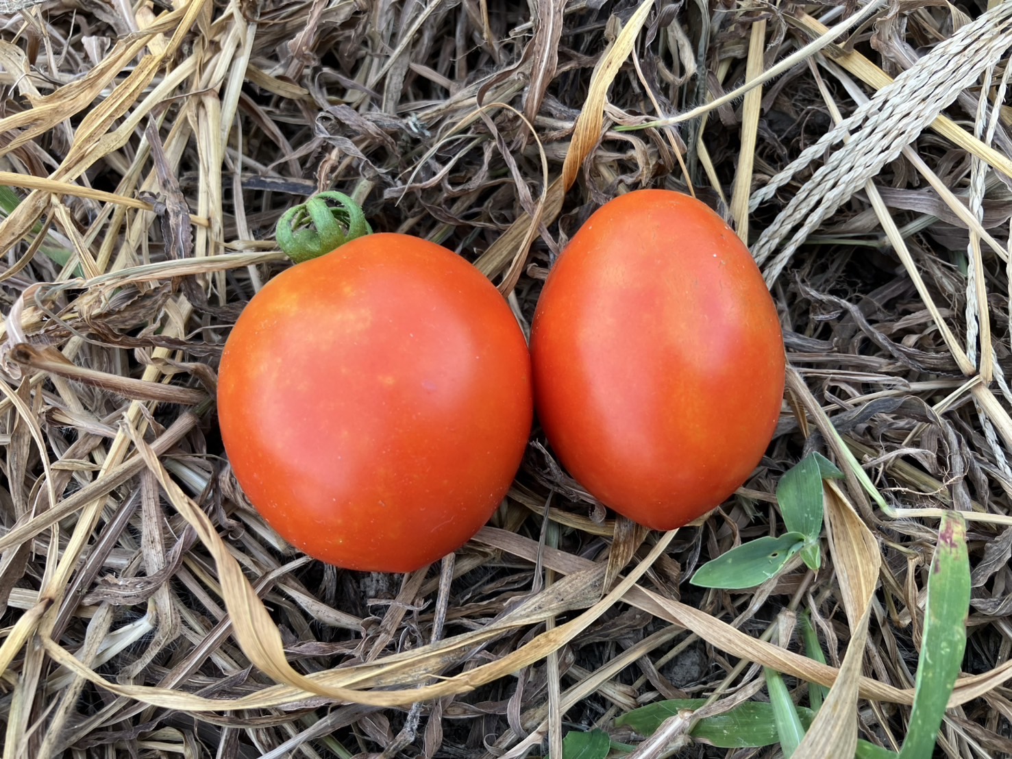 トマト、初収穫!