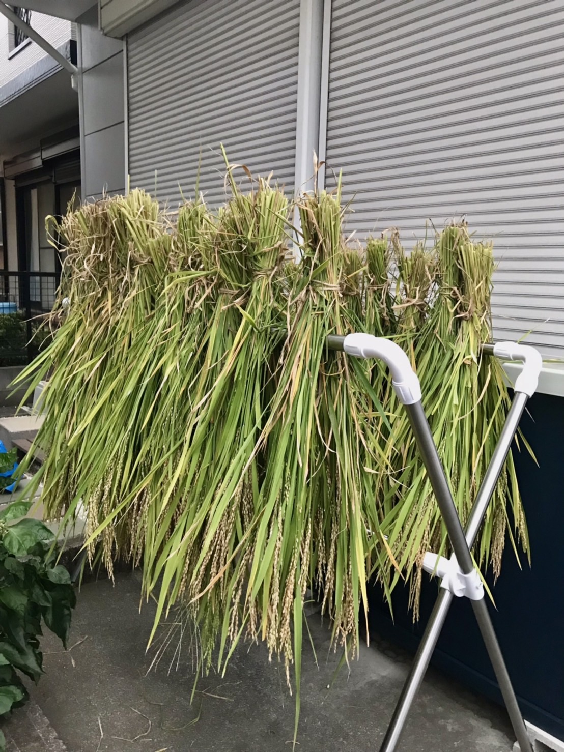 布団干しで天日干し😆🌾✨