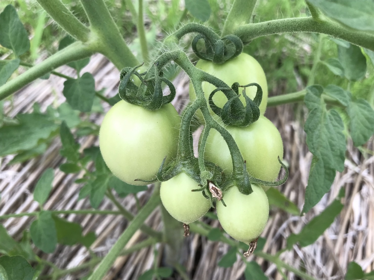 【畑日記】夏野菜、今のところ順調です!