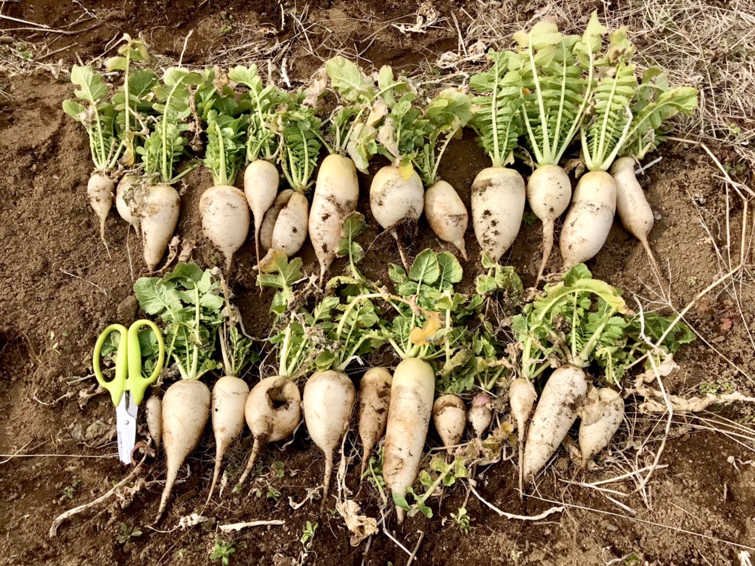 【畑日記】落ち葉集めて土作り