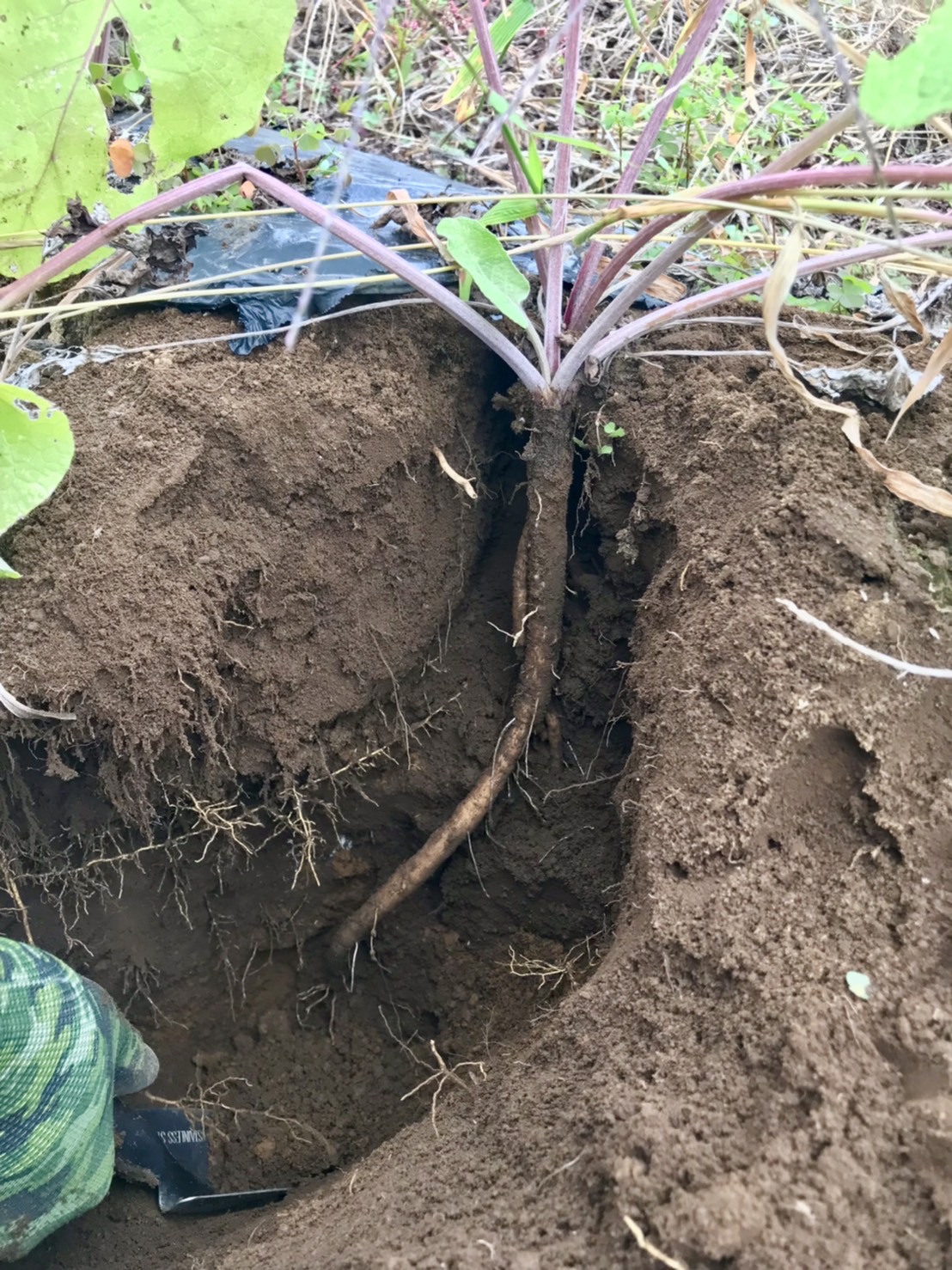 【畑日記】ゴボウを掘りました✊✨