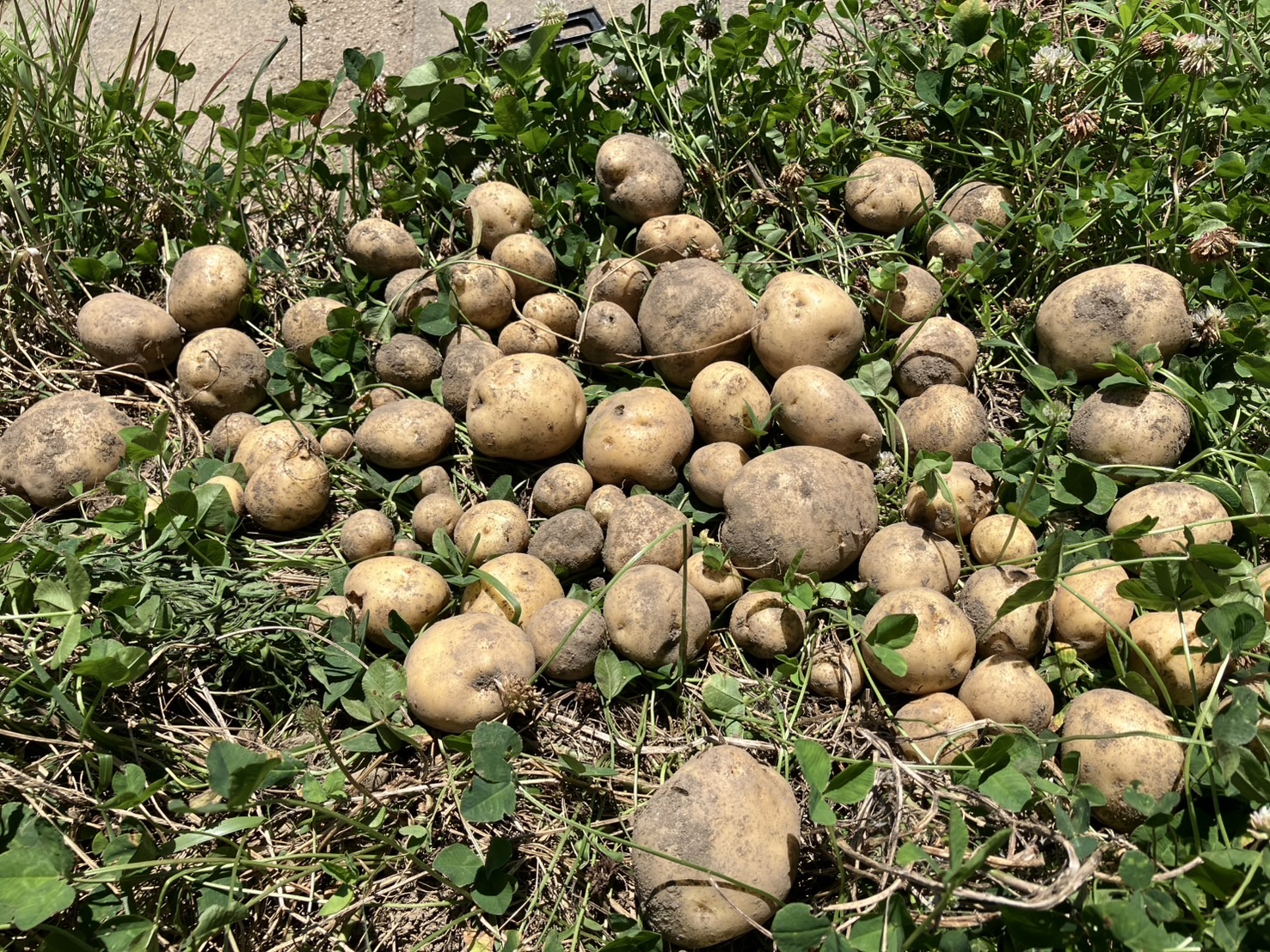 ジャガイモ掘り🥔🎶