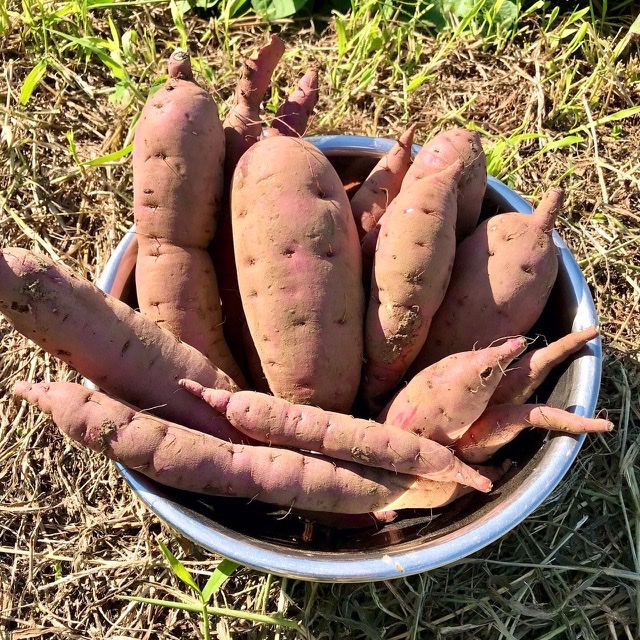 実りの秋🍂🍠✨