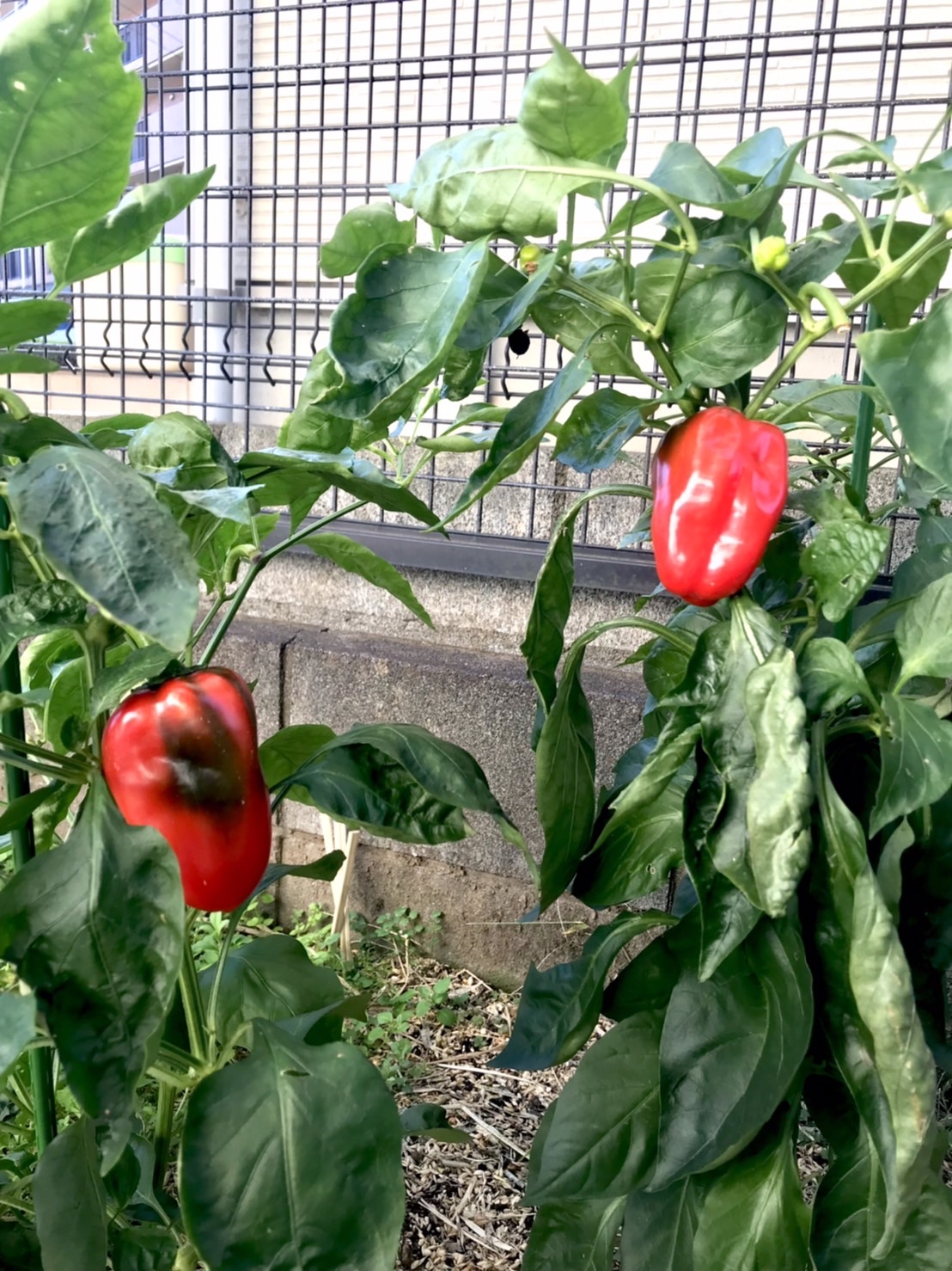 カラフルな1日🌈